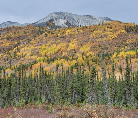 automne en alaska forets couleur
