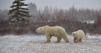 tempete de neige ours blancs ourson