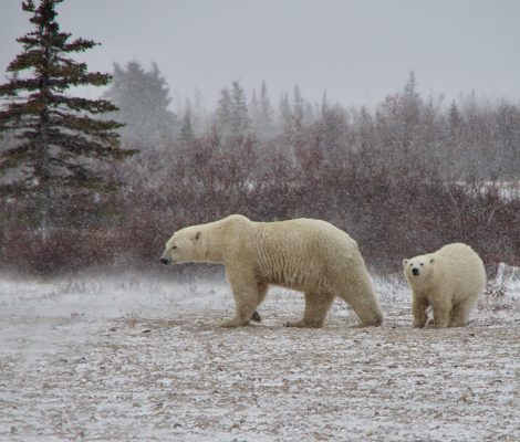tempete de neige ours blancs ourson